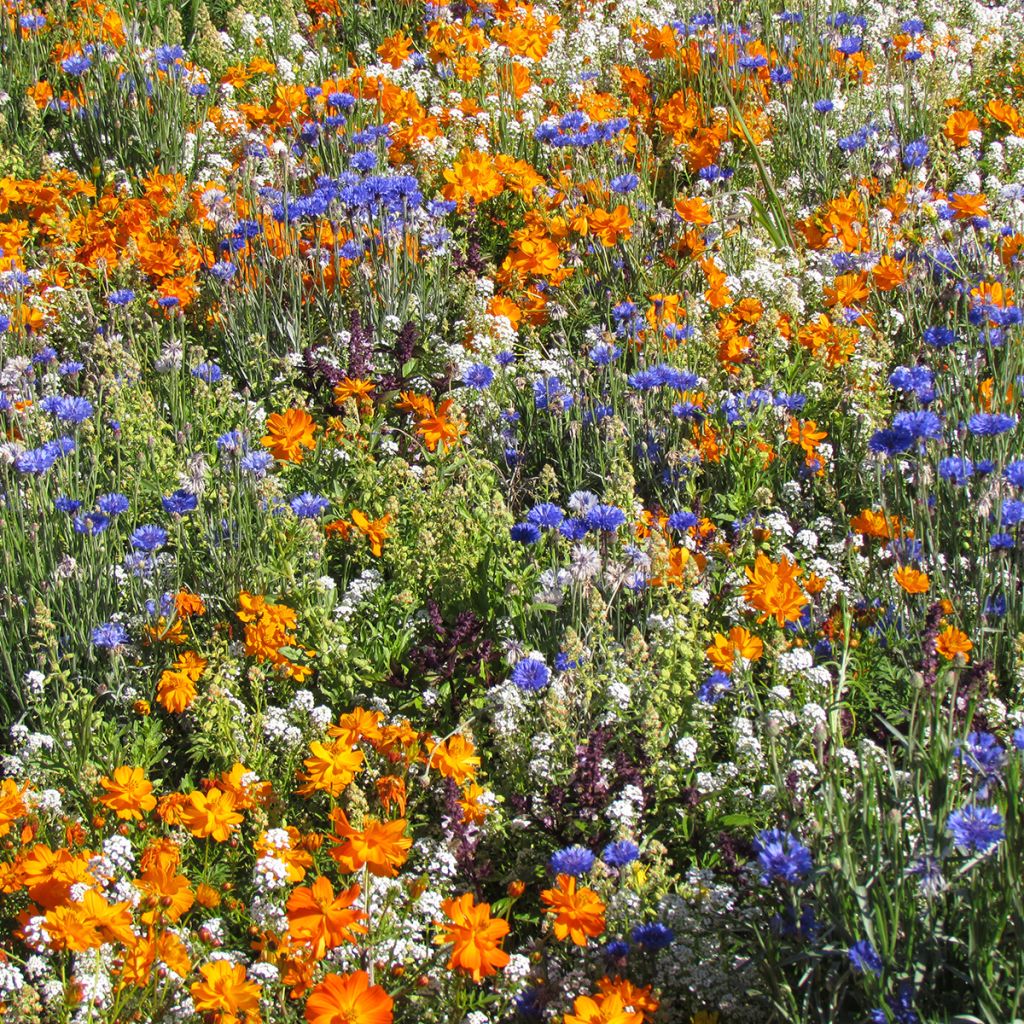 Mischung aus niedrigen Blütenblüten für Bordsteine, Blumenbeeten und Balkone