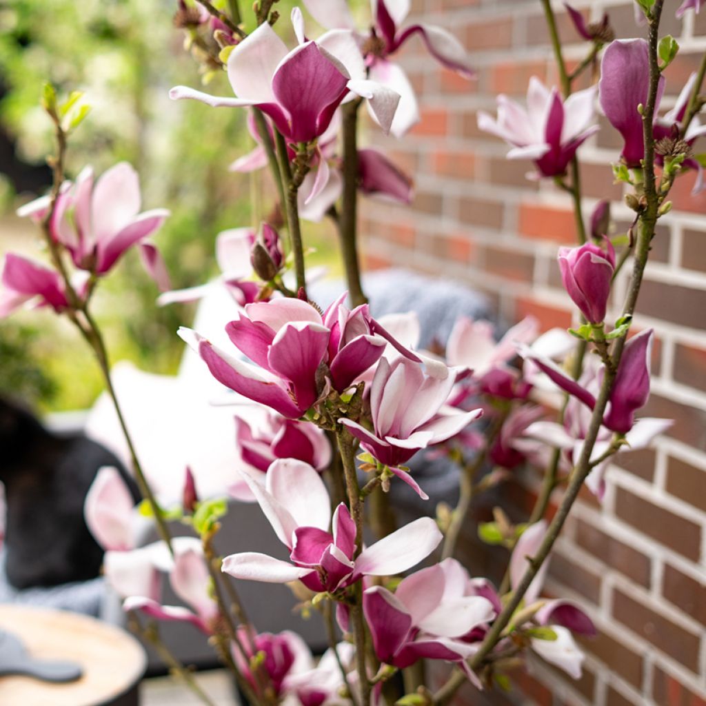 Magnolia Longblomma - Magnolie