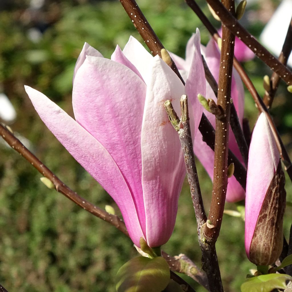 Magnolia soulangeana Andre Leroy - Tulpen-Magnolie