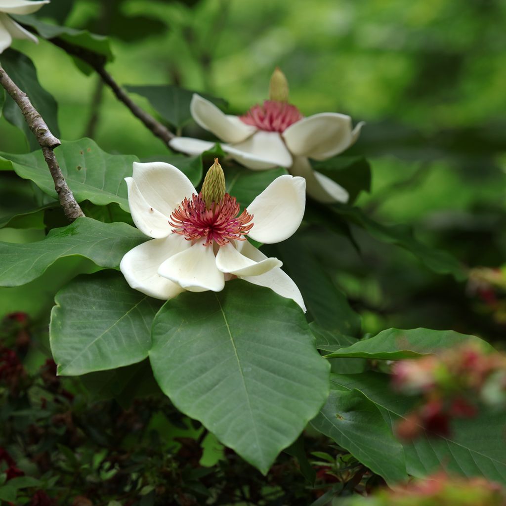 Magnolia hypoleuca - Japanische Großblatt-Magnolie