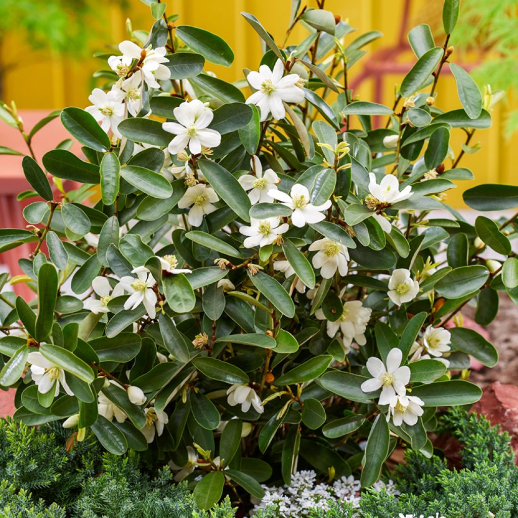 Magnolia laevifolia Miniatura - Magnolie