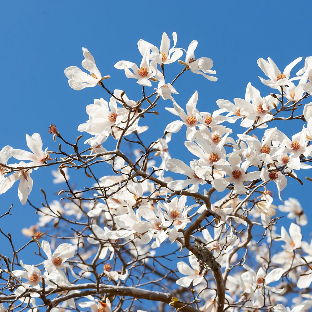 Magnolia kobus (samen) - Kobushi-Magnolie