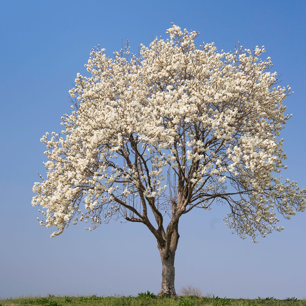 Magnolia kobus (samen) - Kobushi-Magnolie