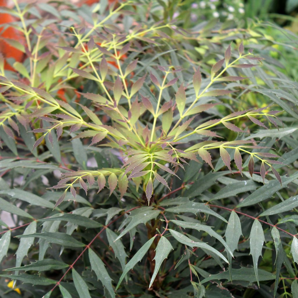 Mahonia Meteor - Stachellose Mahonie