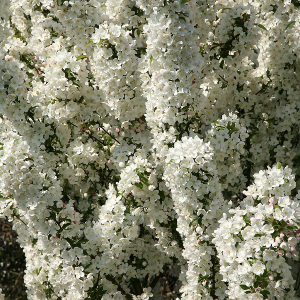 Zierapfel Adirondack - Malus