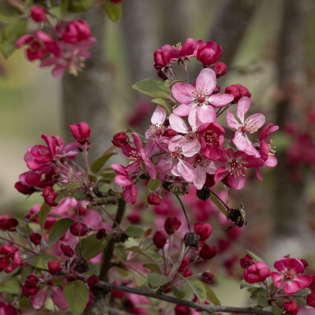Zierapfel Coccinella Courtarou - Malus