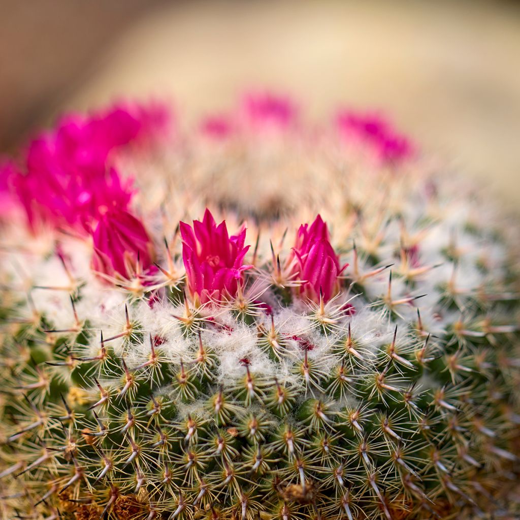 Kaktus - Mammillaria ruestii