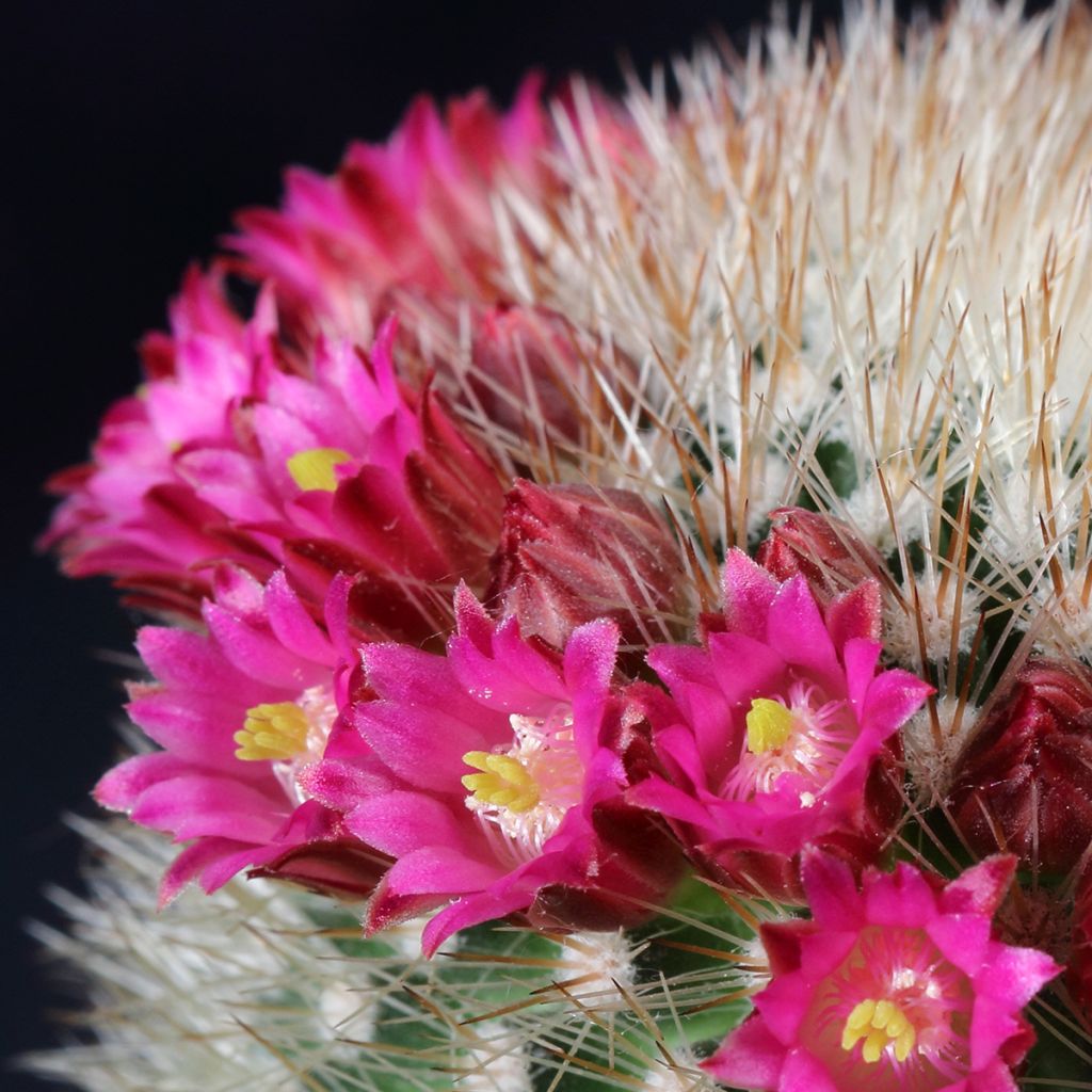 Kaktus - Mammillaria ruestii