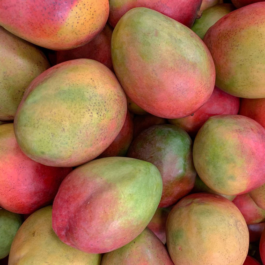 Mangobaum Tommy Atkins - Mangifera indica