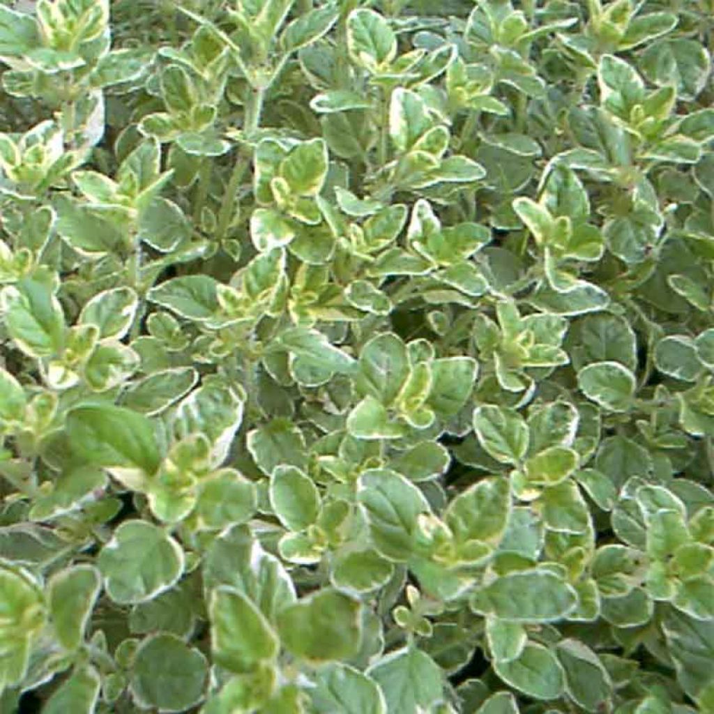 Gewöhnlicher Dost Country cream - Origanum vulgare