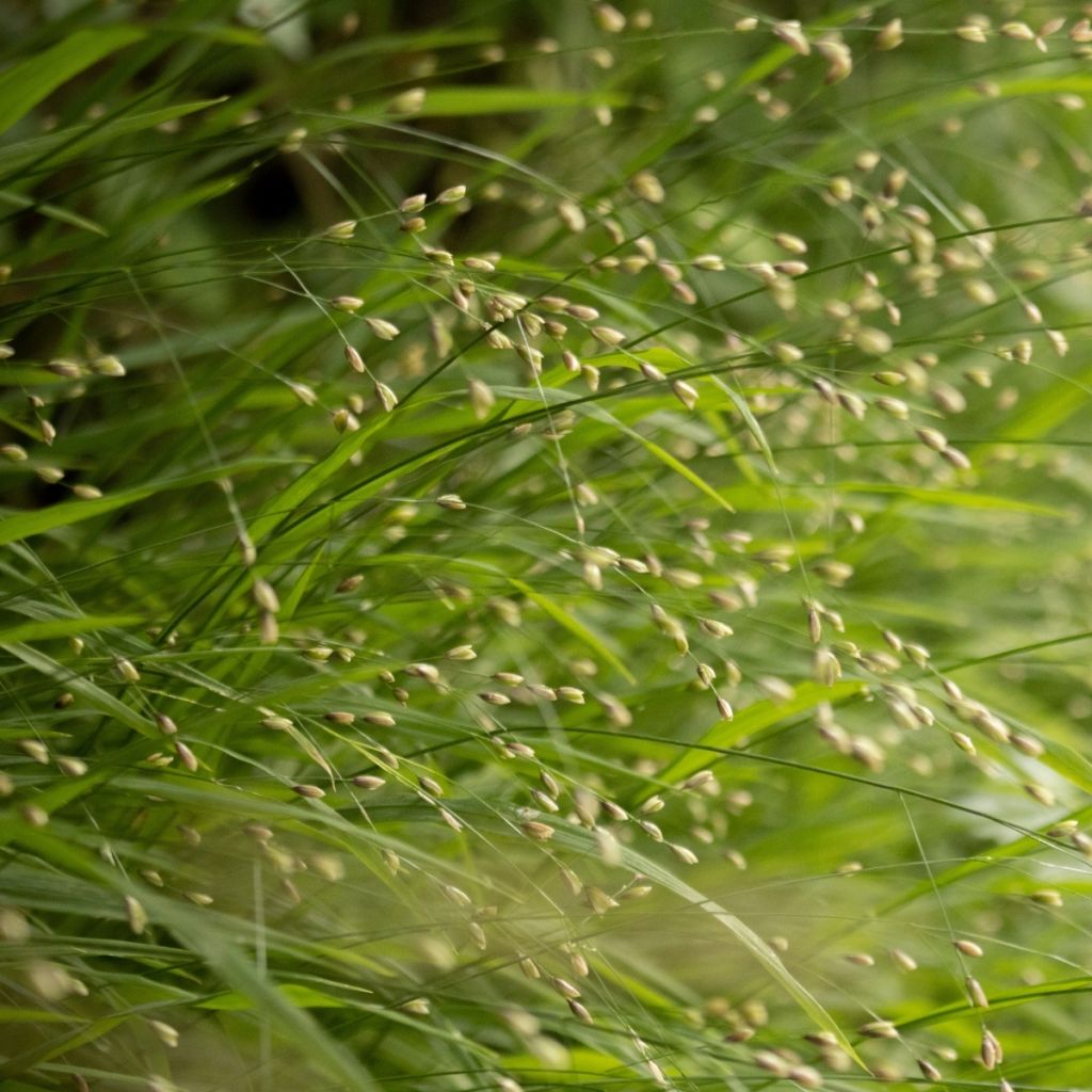 Melica uniflora var. albida - Einblütiges Perlgras