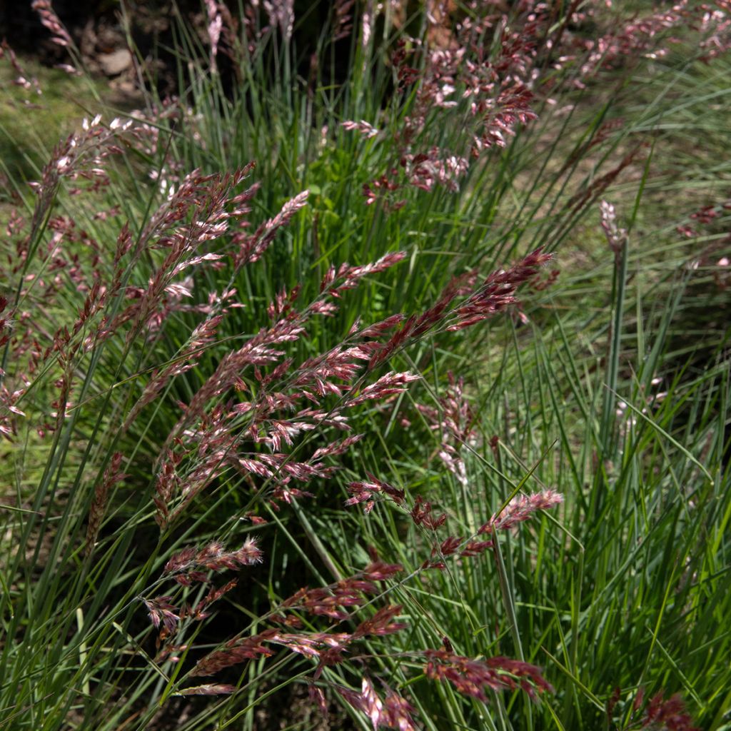 Melinis nerviglumis - Rubingras