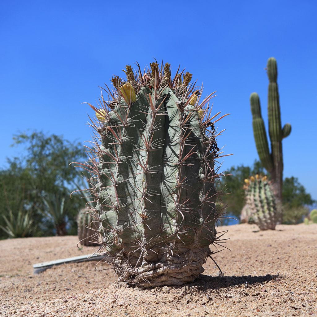 Melonenkaktus - Melocactus azureus