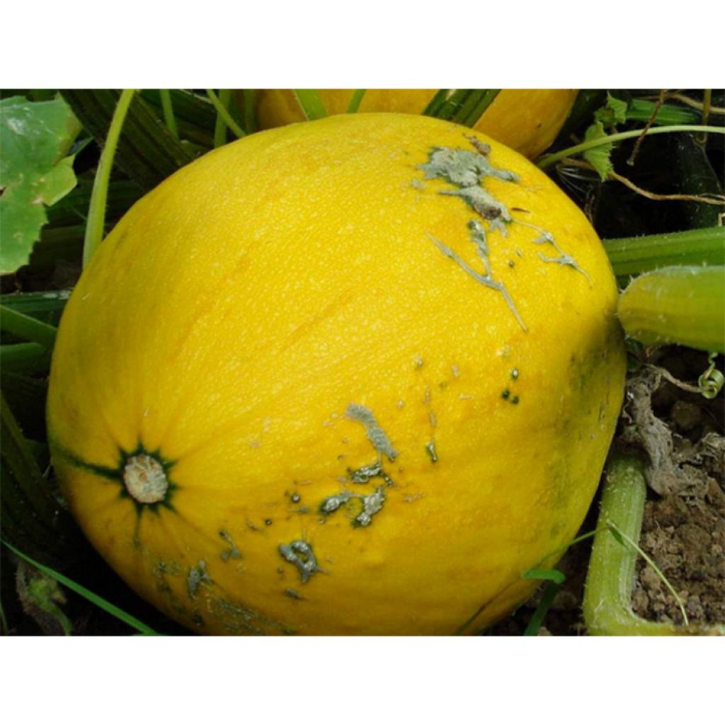 Melone Jaune Canari 2