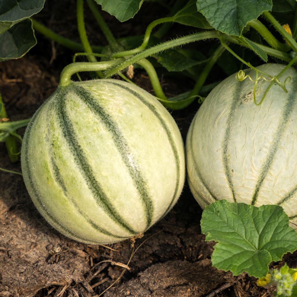 Melone Savor - Vilmorin