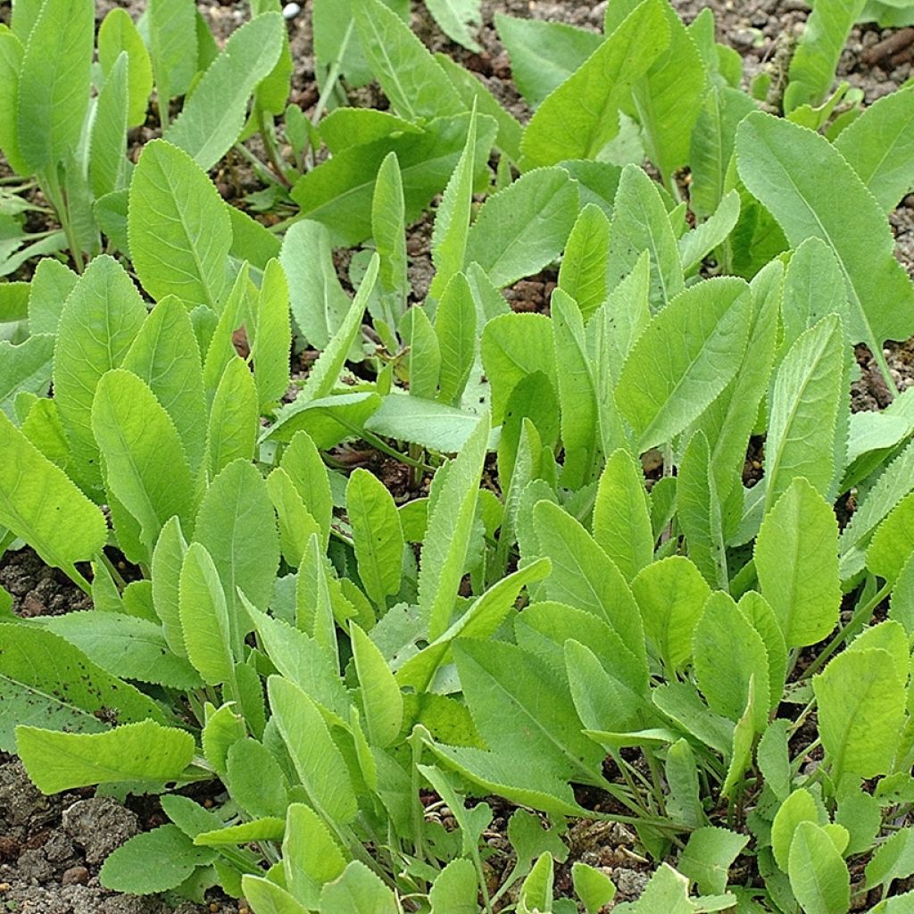 Marienblatt - Tanacetum balsamita