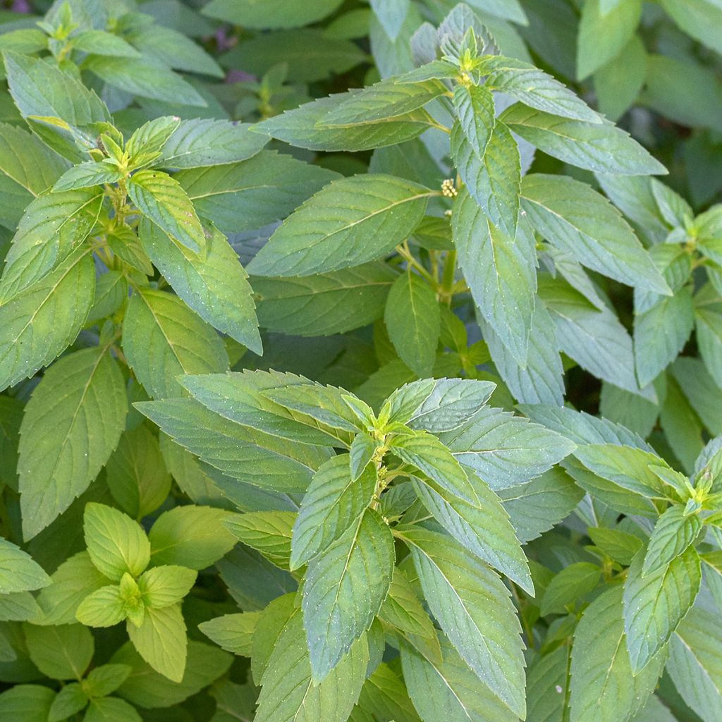 Acker-Minze - Mentha arvensis