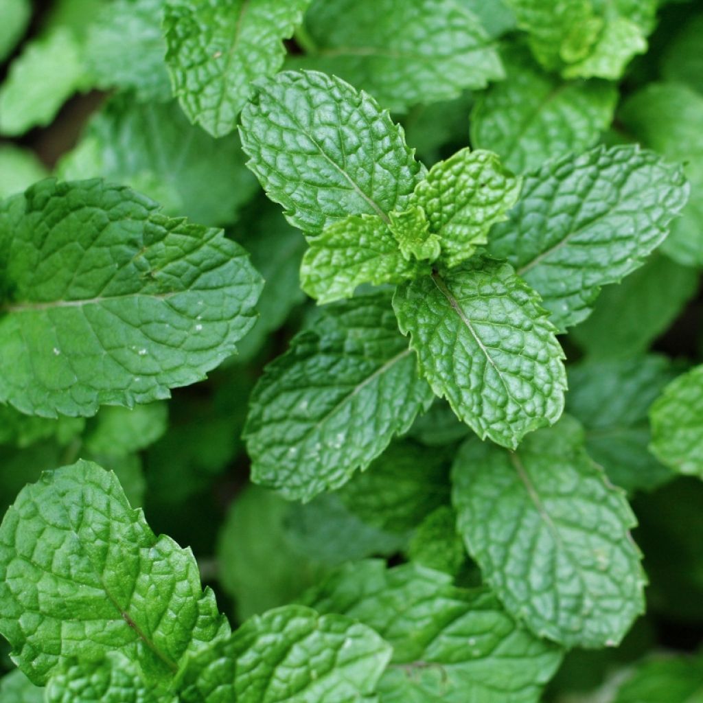 Spanische Minze - Mentha espagnole
