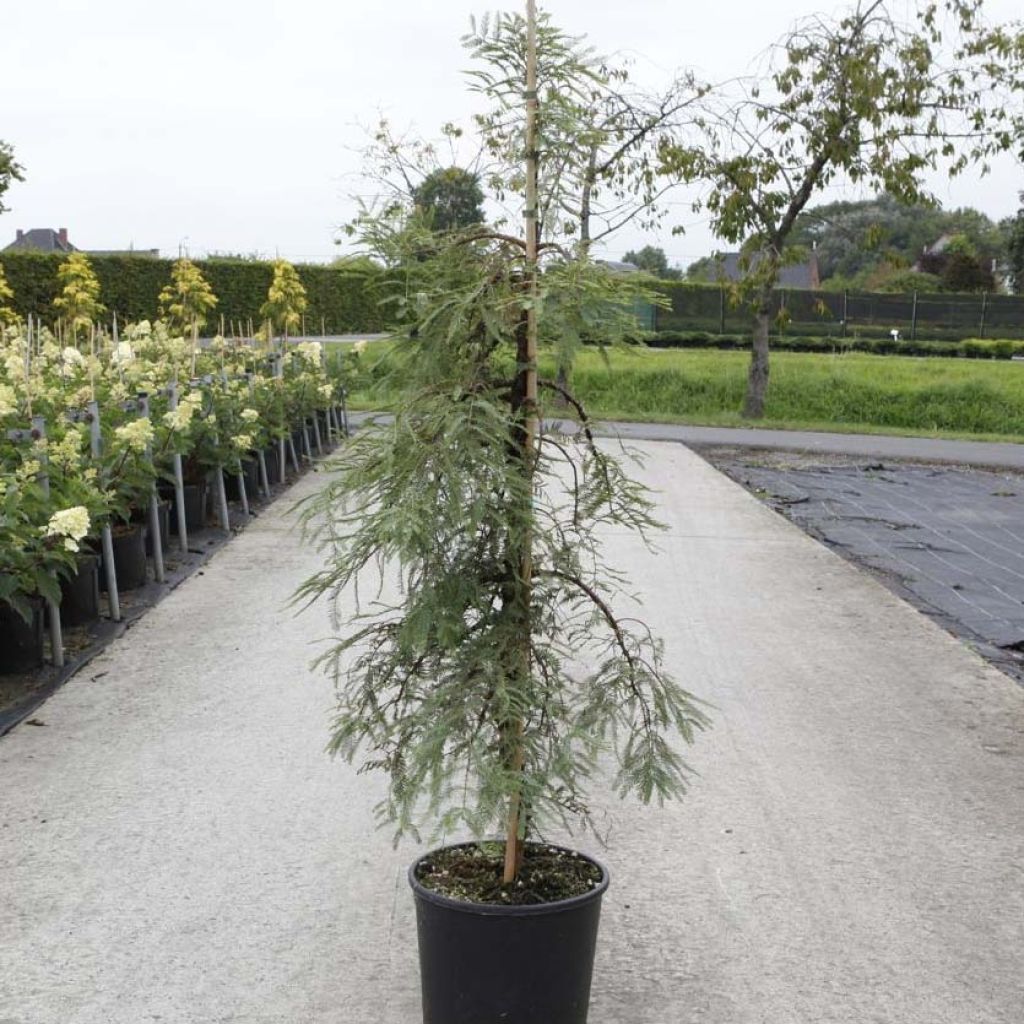 Metasequoia glyptostroboides Miss Grace - Urweltmammutbaum