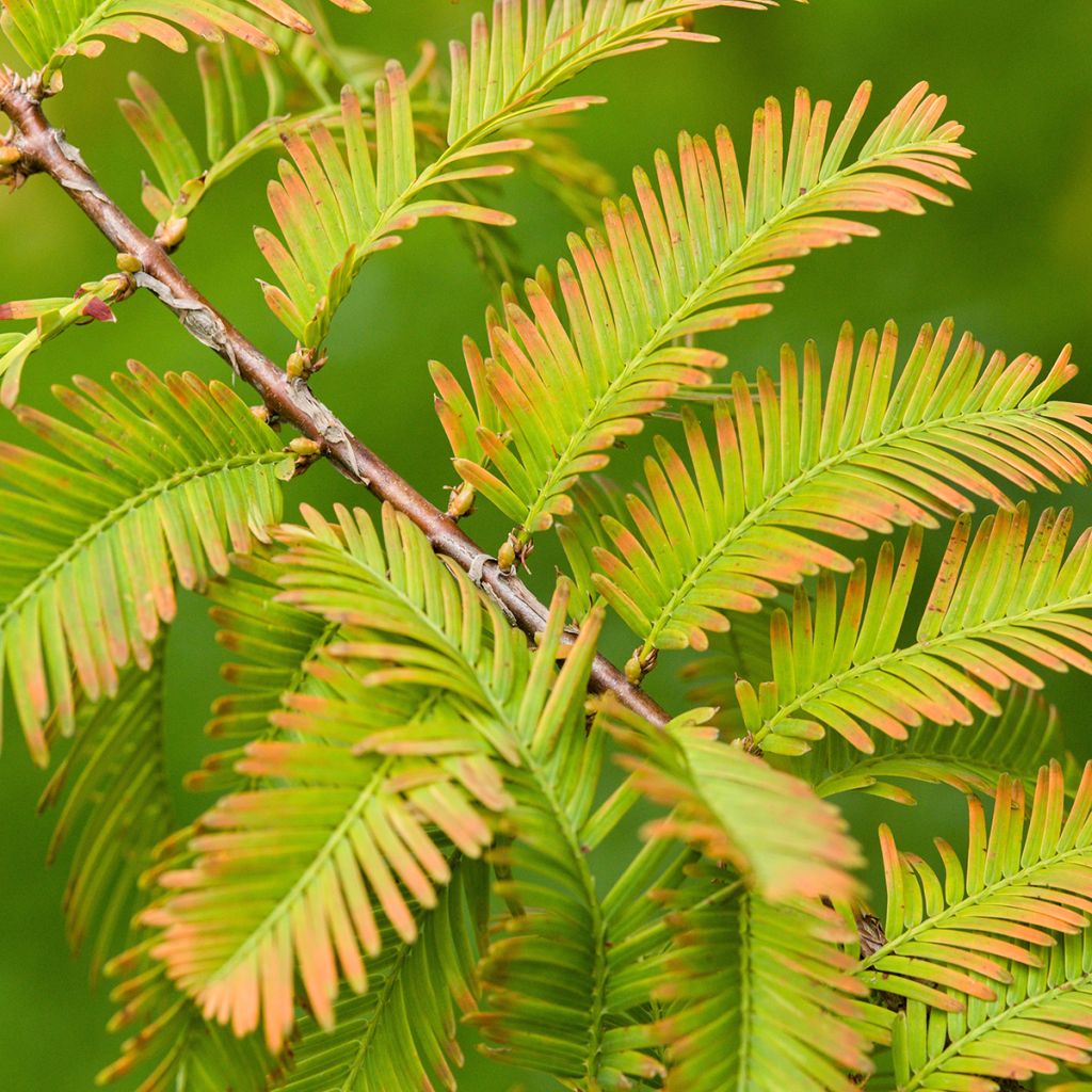 Metasequoia glyptostroboides (samen) - Urweltmammutbaum