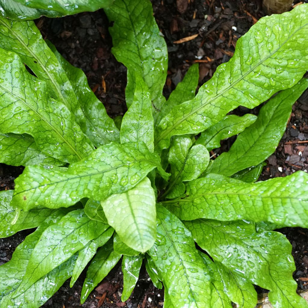 Microsorum musifolium Crocodyllus - Krokodilfarn