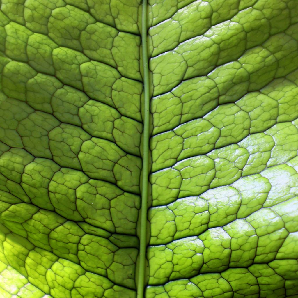 Microsorum musifolium Crocodyllus - Krokodilfarn