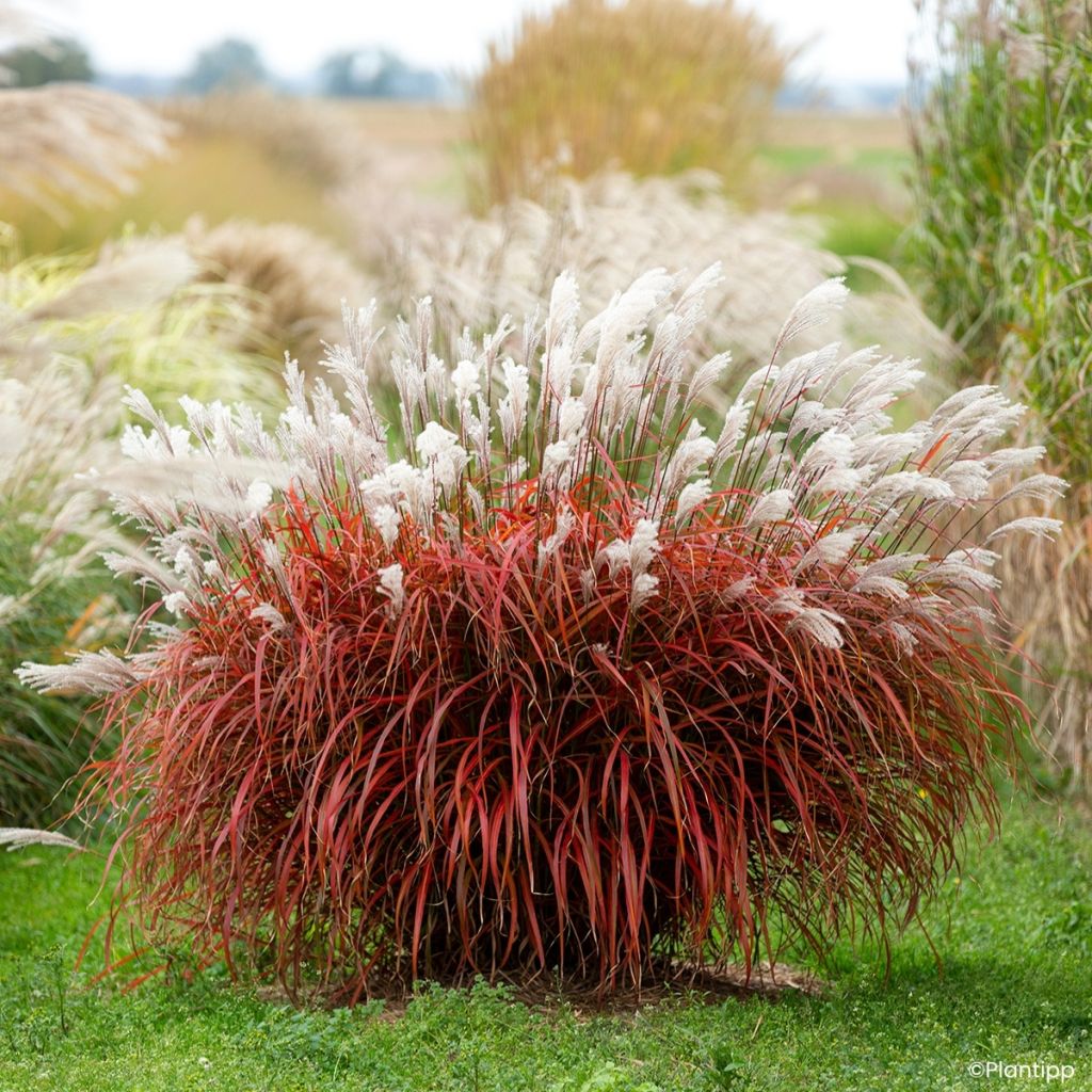 Chinaschilf Lady in Red - Miscanthus sinensis