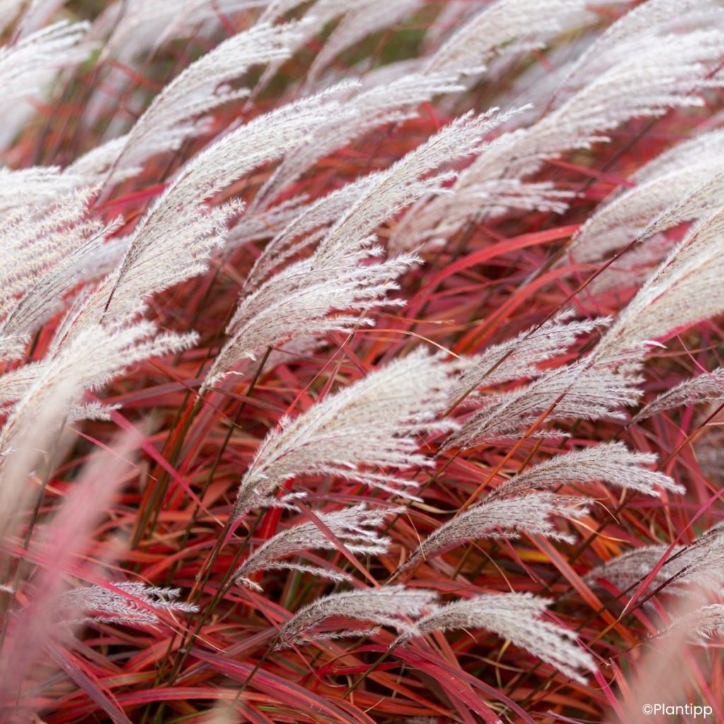 Chinaschilf Lady in Red - Miscanthus sinensis
