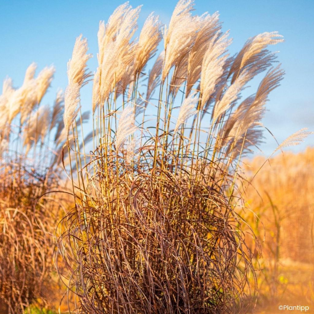 Chinaschilf Lady in Red - Miscanthus sinensis