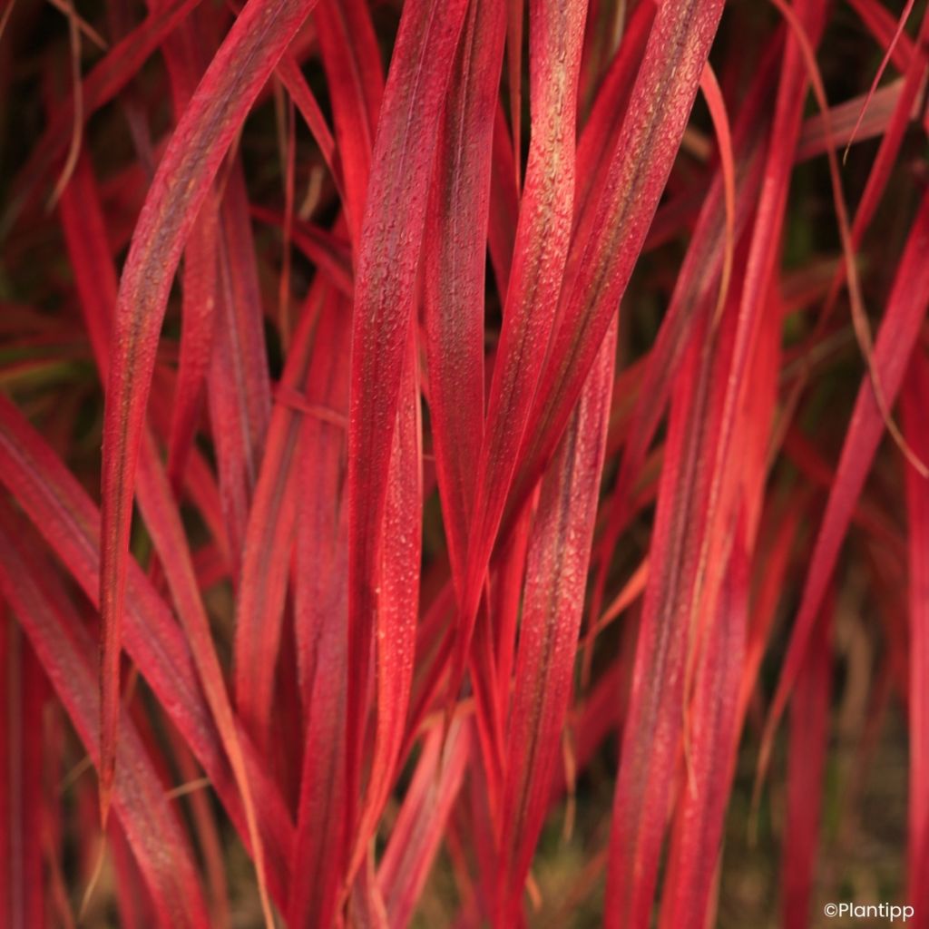 Chinaschilf Lady in Red - Miscanthus sinensis