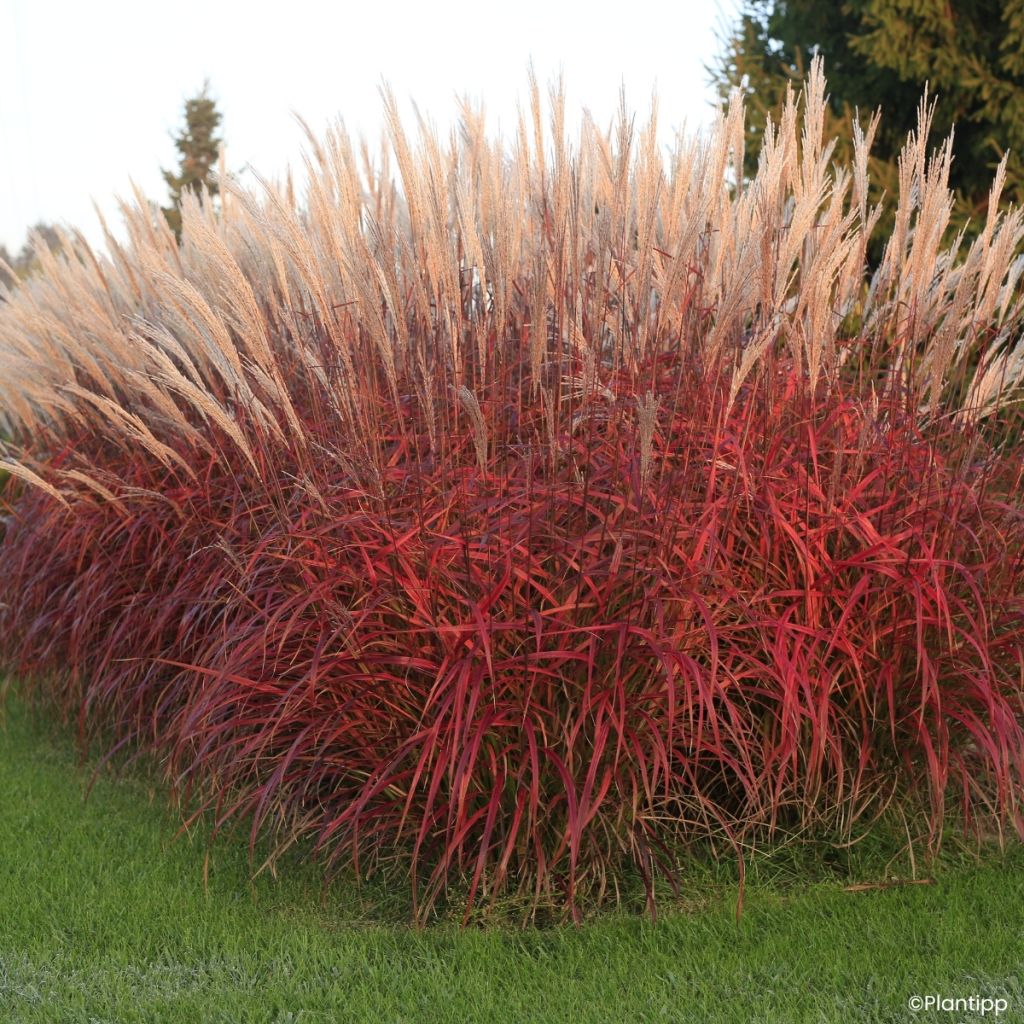 Chinaschilf Lady in Red - Miscanthus sinensis