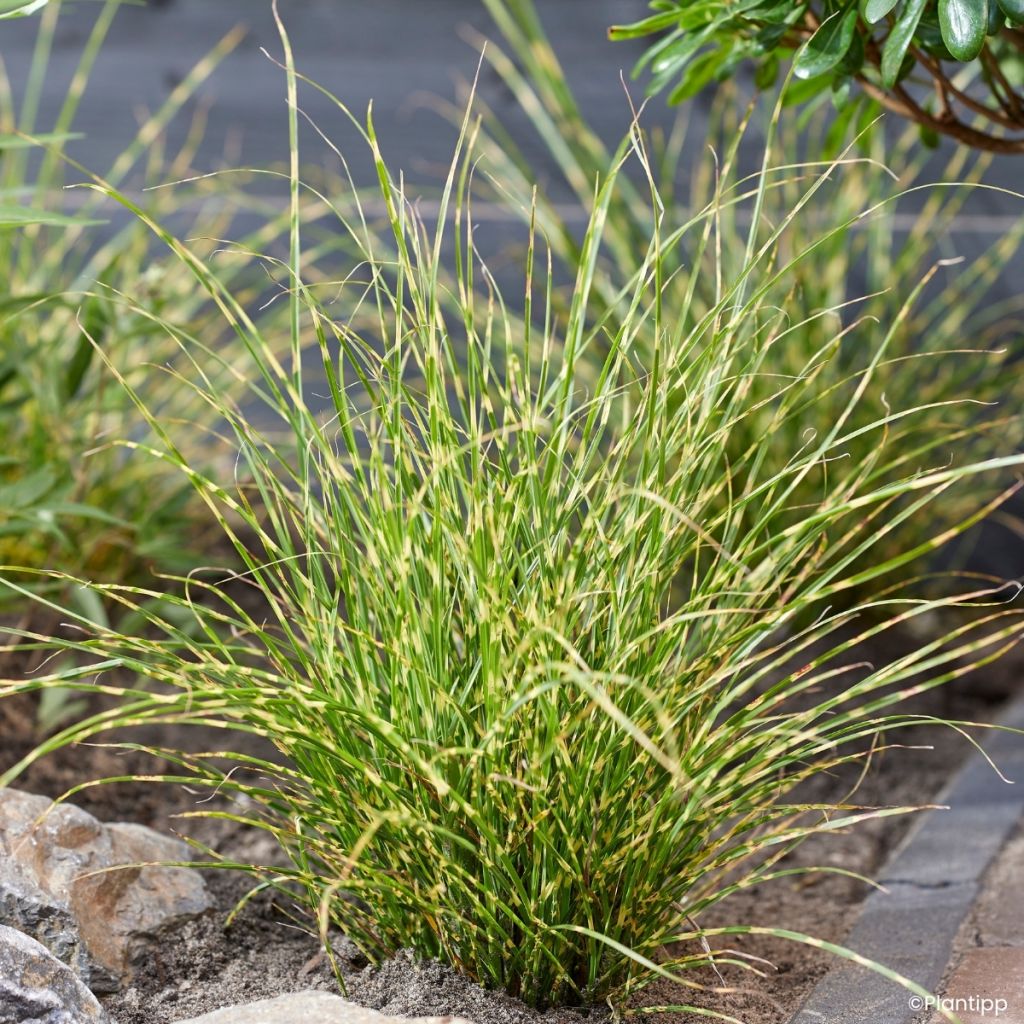 Chinaschilf Little Tiger - Miscanthus sinensis