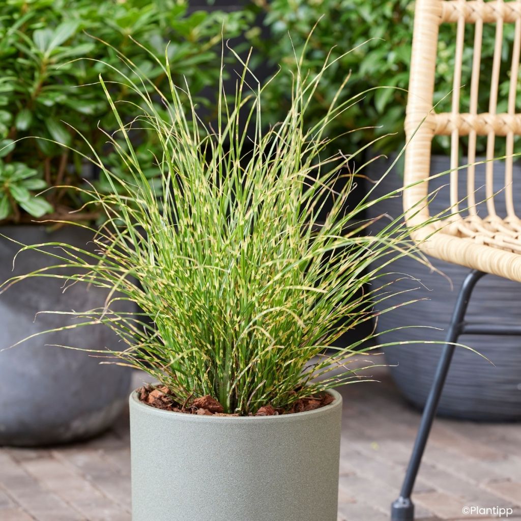 Chinaschilf Little Tiger - Miscanthus sinensis