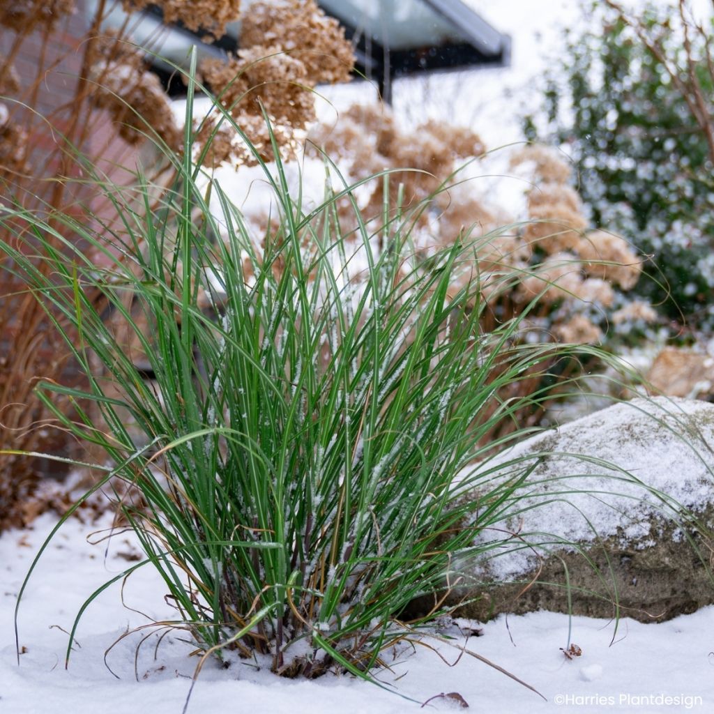 Chinaschilf Miscanvert - Miscanthus sinensis