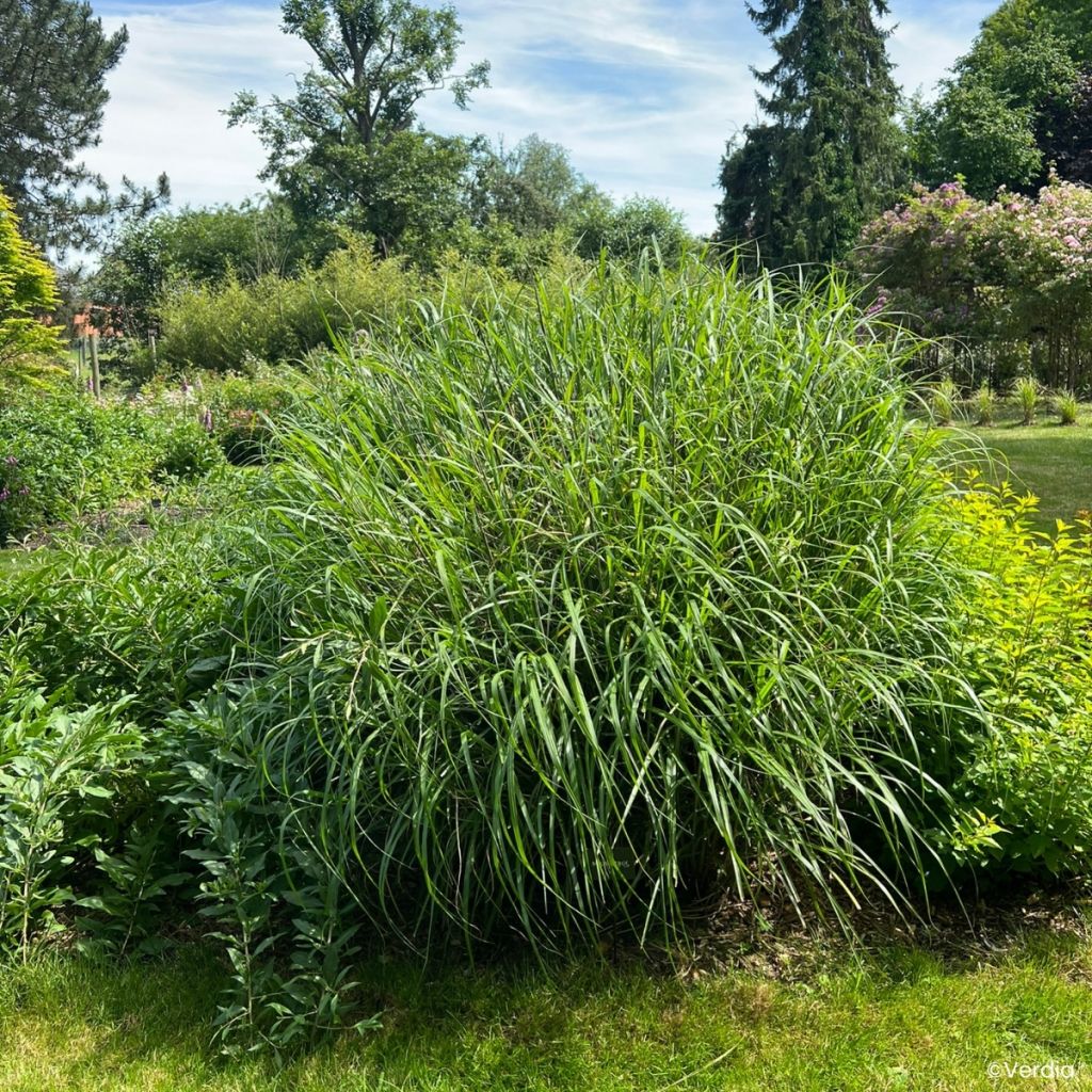 Chinaschilf Miscanvert - Miscanthus sinensis