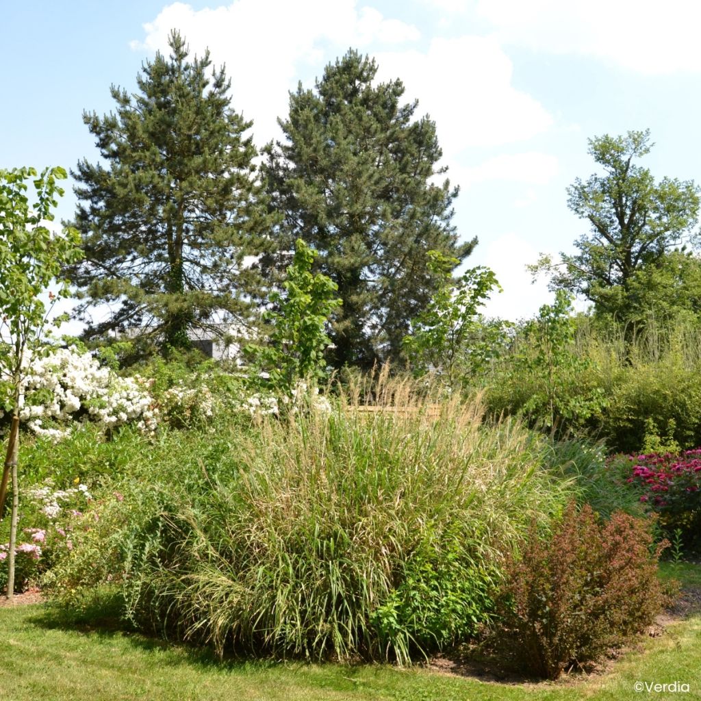 Chinaschilf Miscanvert - Miscanthus sinensis