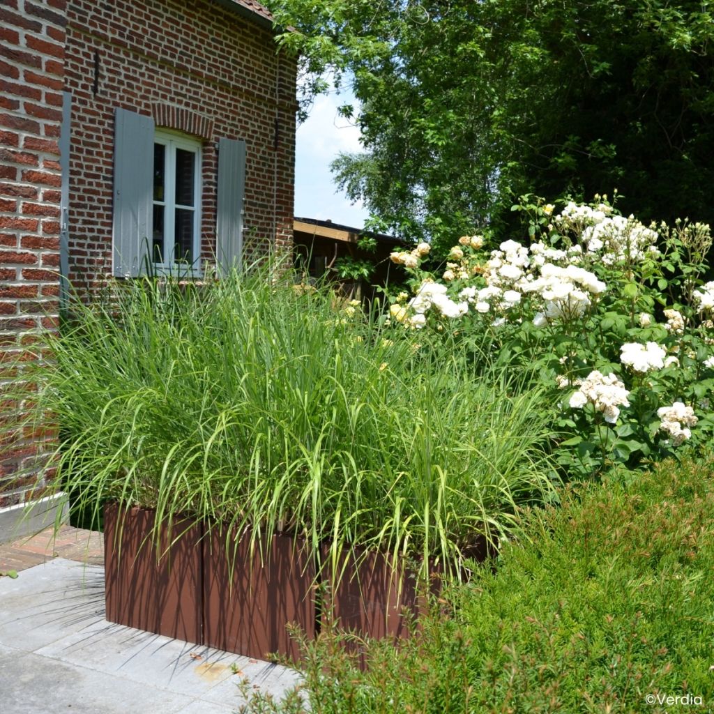 Chinaschilf Miscanvert - Miscanthus sinensis