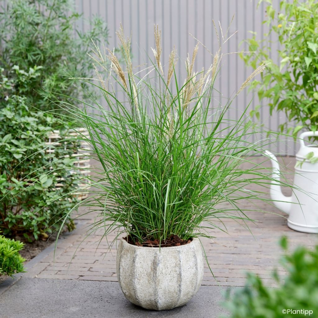 Chinaschilf Missmini - Miscanthus sinensis