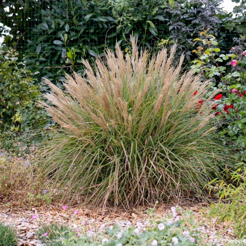 Chinaschilf Missmini - Miscanthus sinensis