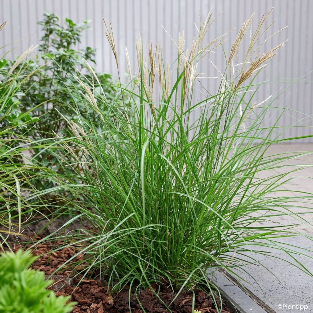 Chinaschilf Missmini - Miscanthus sinensis