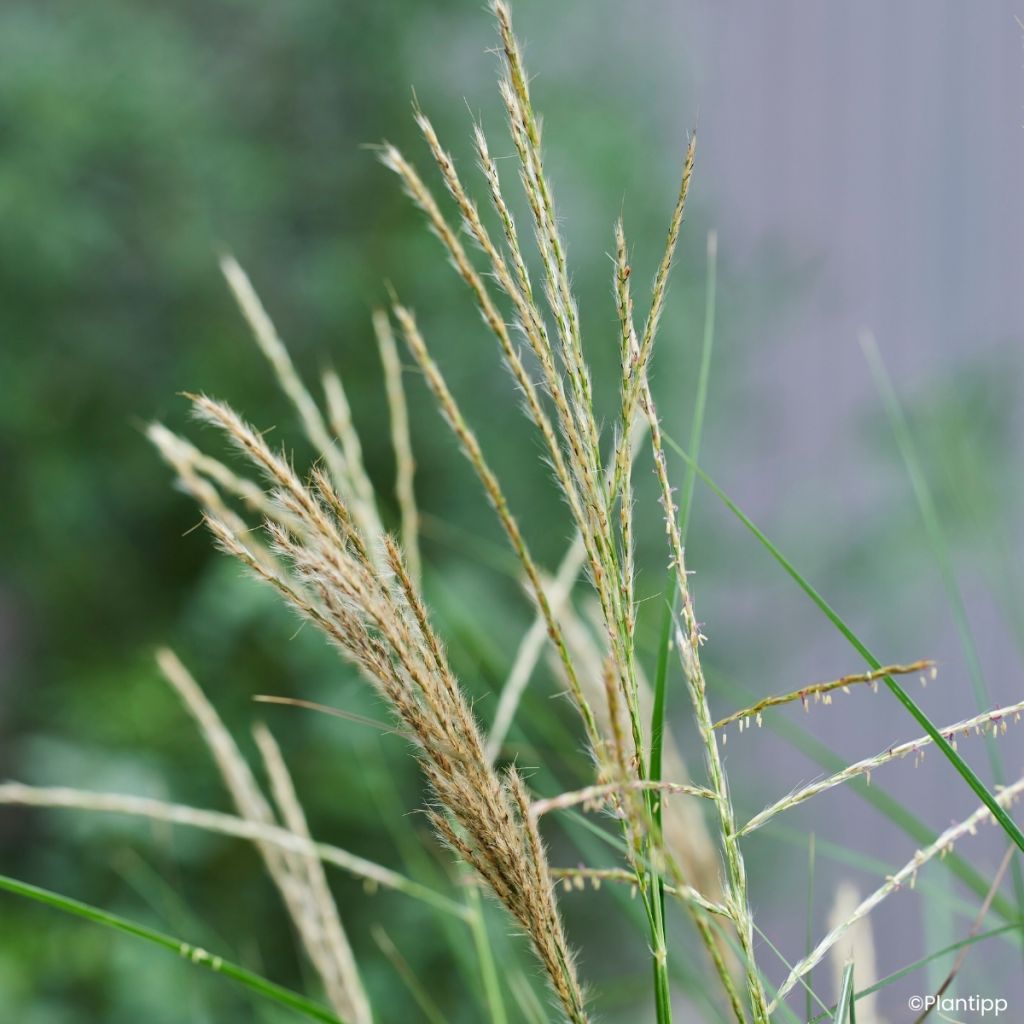 Chinaschilf Missmini - Miscanthus sinensis