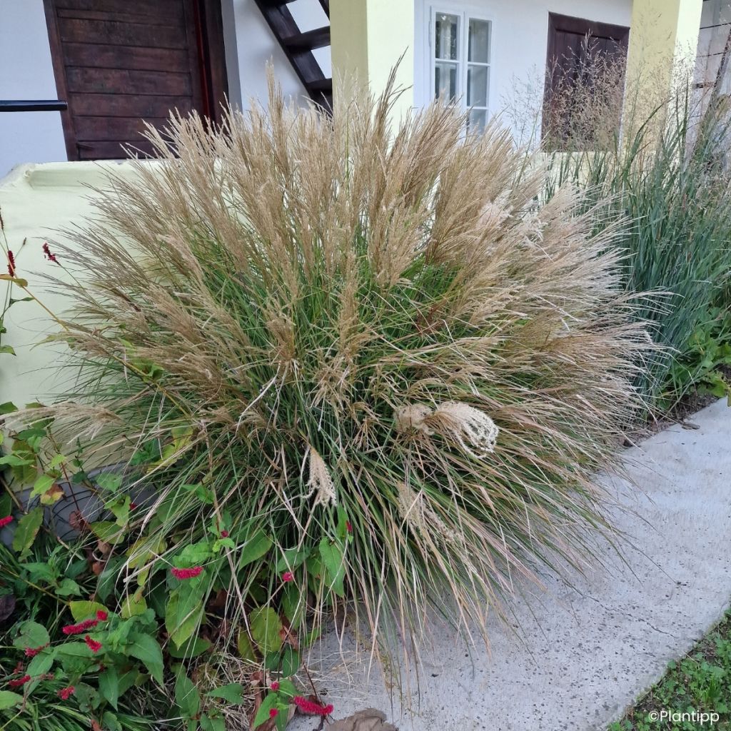 Chinaschilf Missmini - Miscanthus sinensis