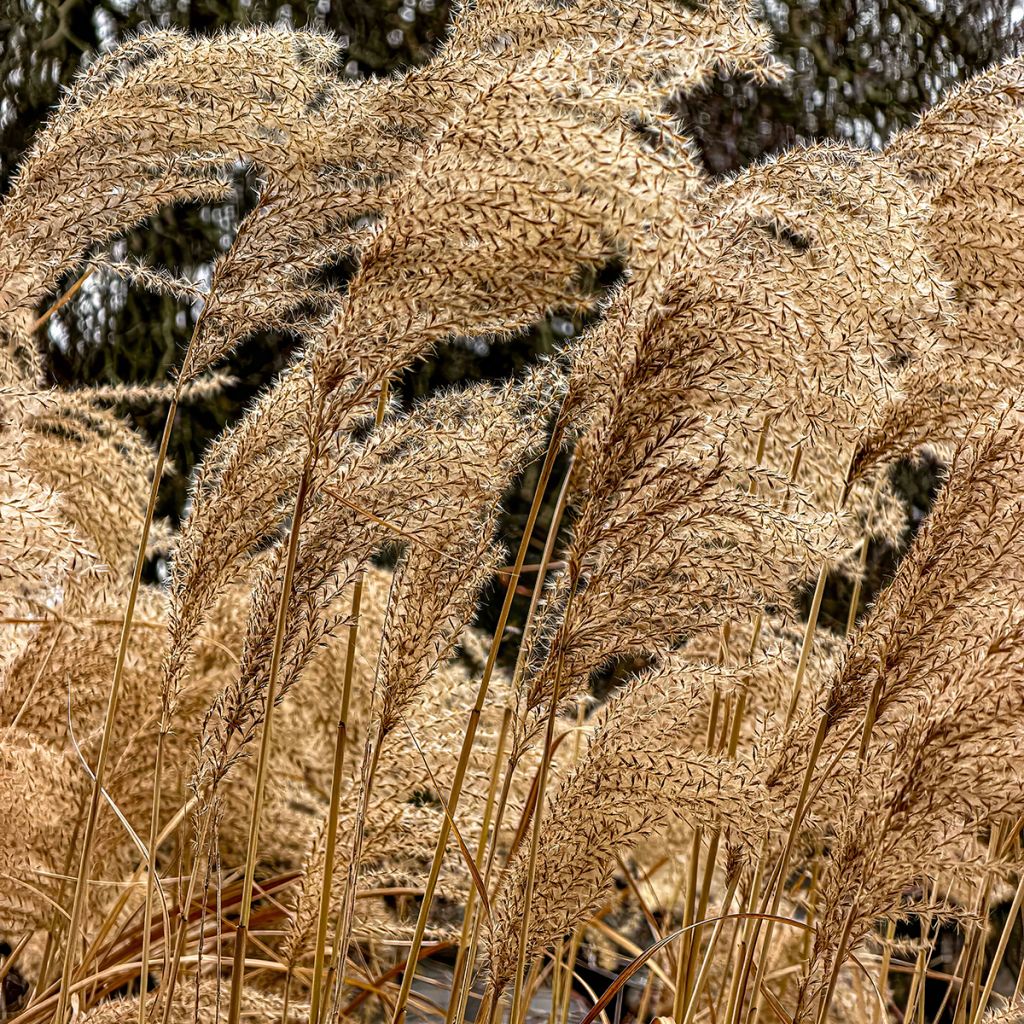 Chinaschilf Giraffe - Miscanthus sinensis 