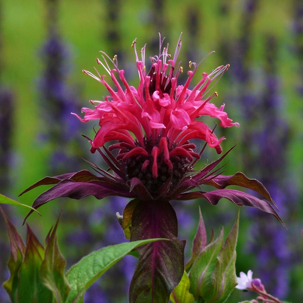 Monarda Scorpion - Indianernessel