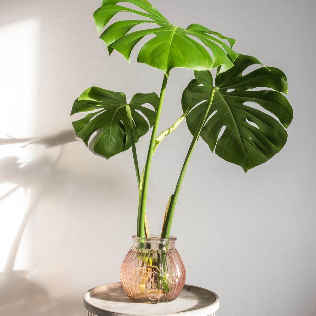 Monstera deliciosa - - Köstliches fensterblatt