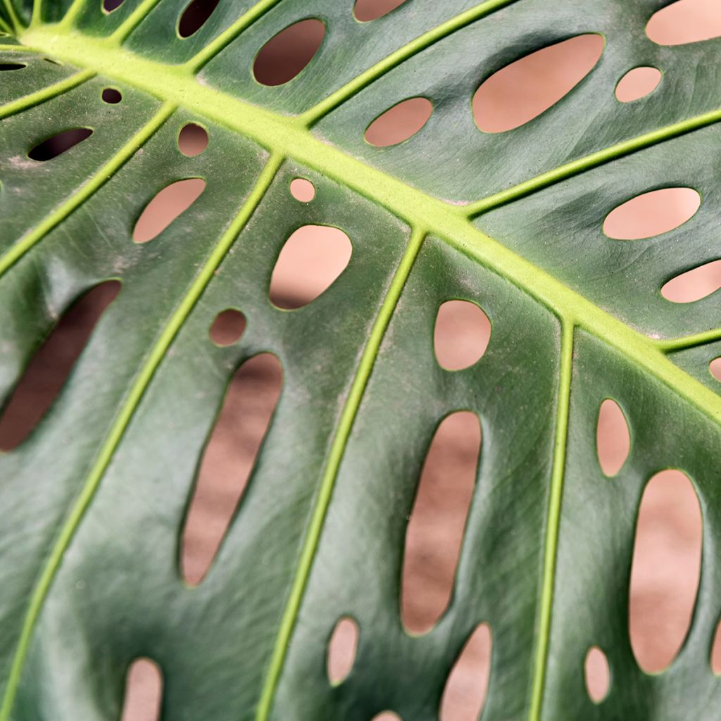 Monstera deliciosa - - Köstliches fensterblatt