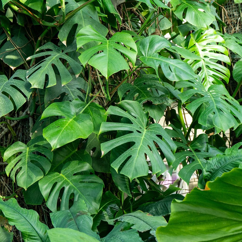 Monstera deliciosa - - Köstliches fensterblatt