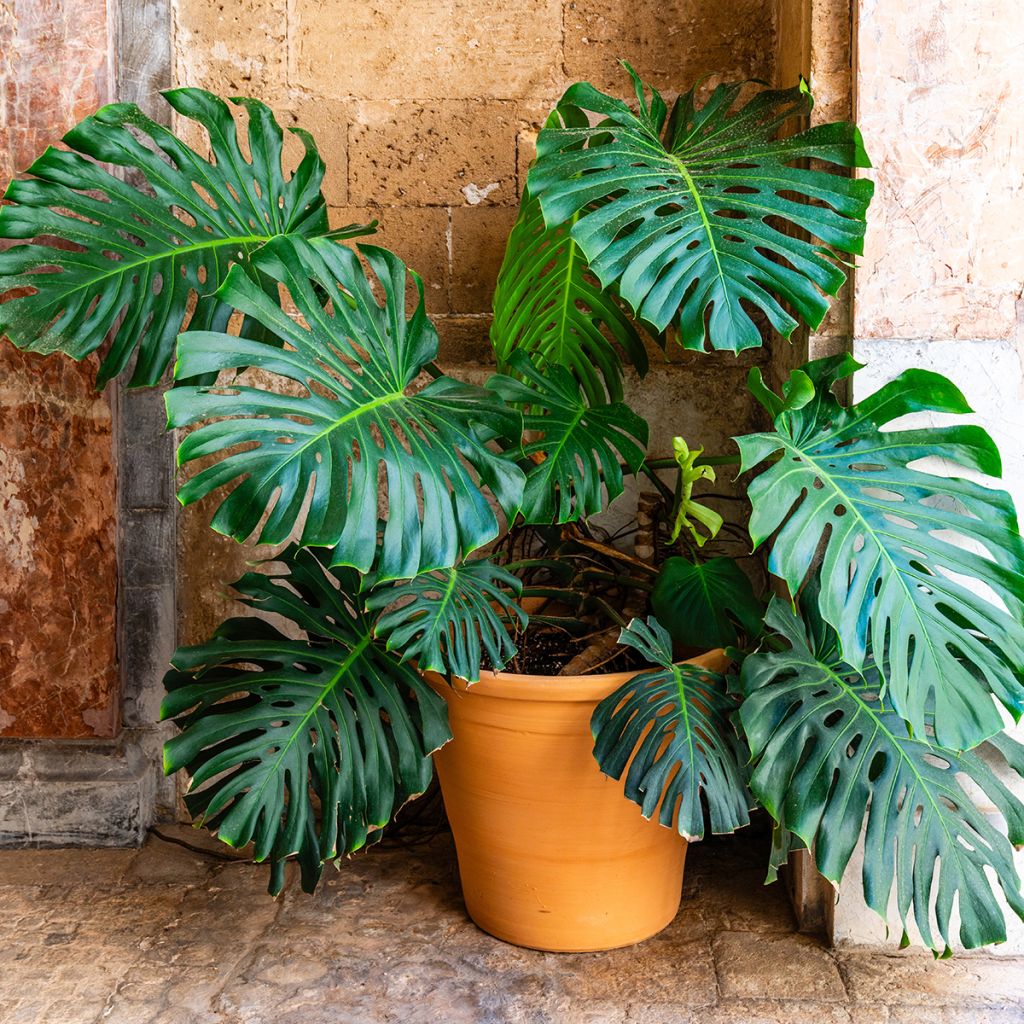 Monstera deliciosa - - Köstliches fensterblatt