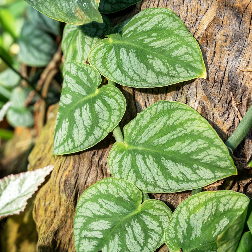 Monstera dubia - Fensterblatt