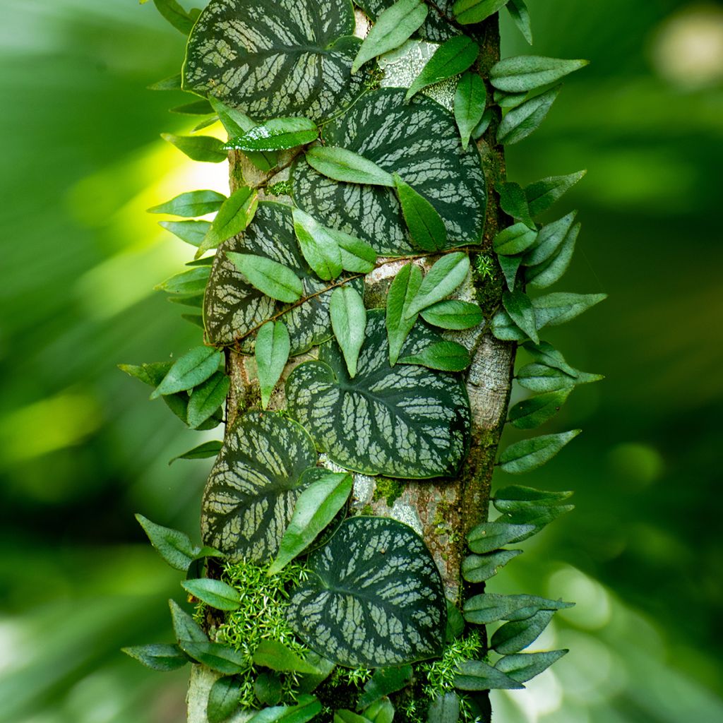 Monstera dubia - Fensterblatt